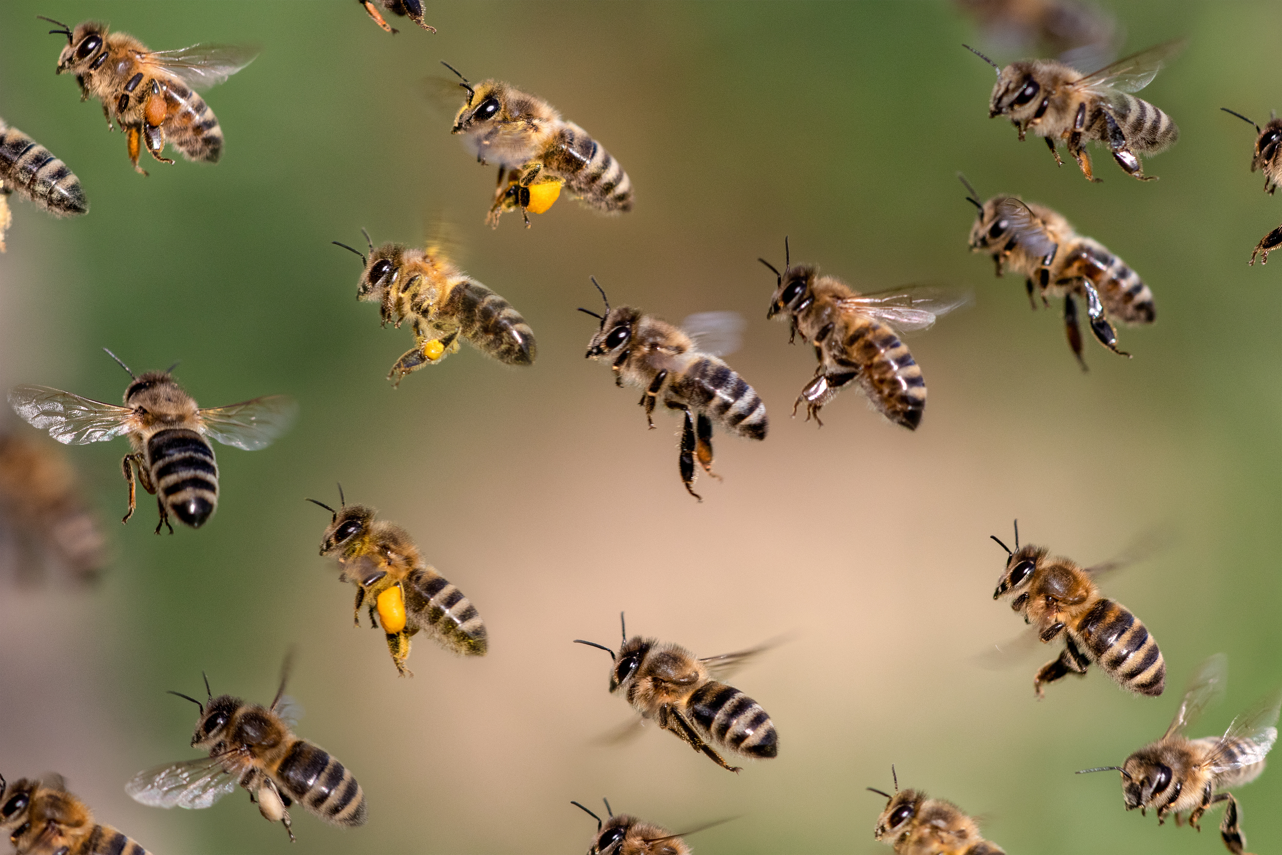 Пчелы тянут. Пчела. Пчела фото. Рабочая пчела. Много пчел.